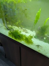 20 Grams Of PELIA MOSS–