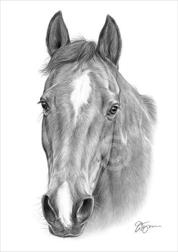 Horse portrait pencil - portrait, |