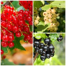 3 Mixed Currant Bushes - White, Red & Blackcurrant Plants