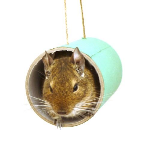 Green chewchewbs pet - pet, cage