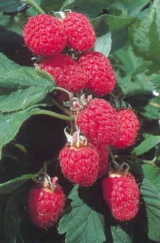 Raspberry glen fyne - ,