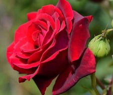 Red Rose Seeds Garden perennial Plant Flower Rose Seeds  UK