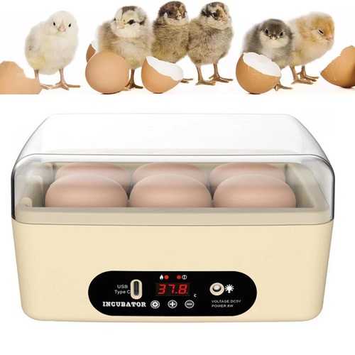 Chicken egg incubator - chicken,