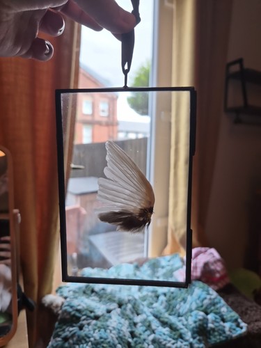 Bird wing glass frame wall - wing,