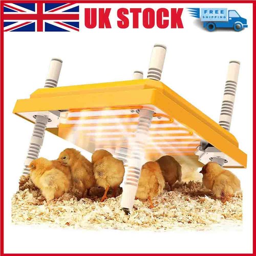 Chick brooder heat - chick,