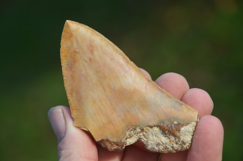 Lovely genuine megalodon - lovely,