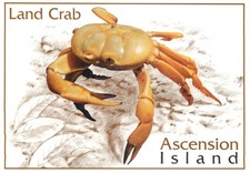 c17189 Land Crab   Ascension Island postcard