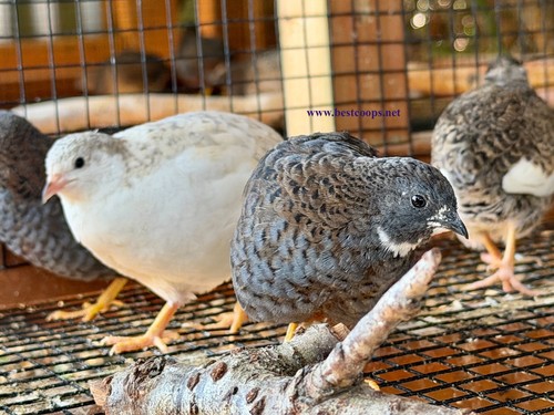 Fertile button quail - button,