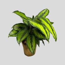 Calathea Beauty Star -