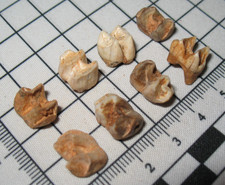 Pleistocene Macropus titan