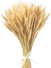 100 Stems 40Cm Dried Wheat