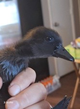 🦆 6  Fertilized Cayuga Duck