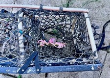 Old Lobster Pot found On North Beach Lindisfarne/Holy Island Years Ago