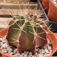Astrophytum Ornatum f. Nuda -