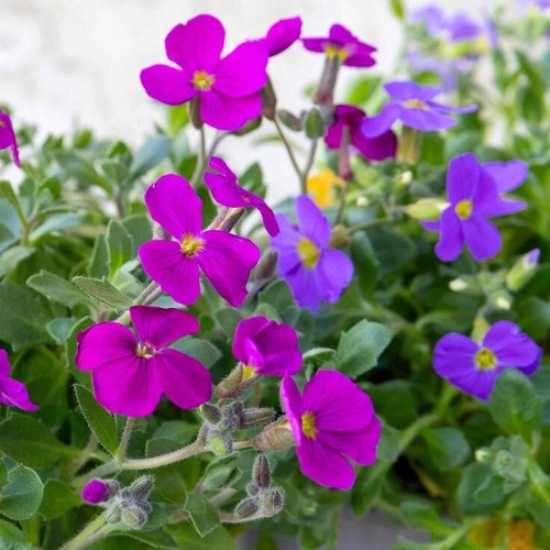 Aubrieta red sky - red,
