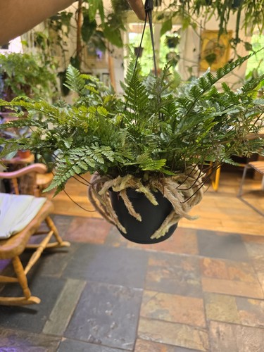 Humata tyermannii white - humata,