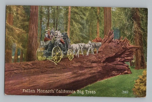 Fallen monarch california - monarch,