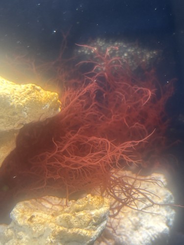 Red ogo gracilaria - red,