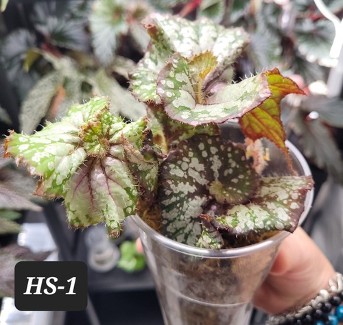 Begonia helter skelter - helter,