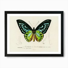 Green Birdwing (Ornithoptera