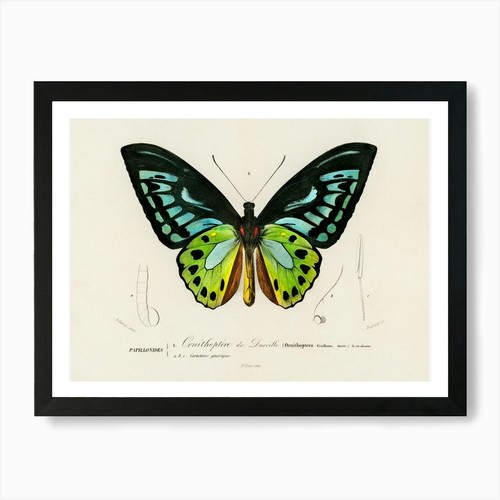 Green birdwing ornithoptera - green,