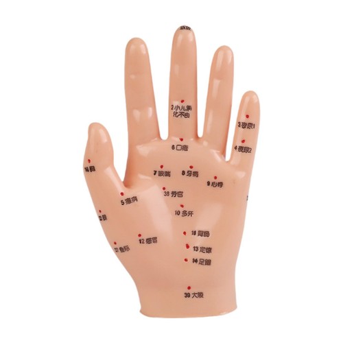 Hand mdel child size - child, chinese