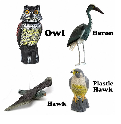 Hawk owl heron - hawk, &