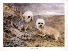 DANDIE DINMONT TERRIER DDT DOG