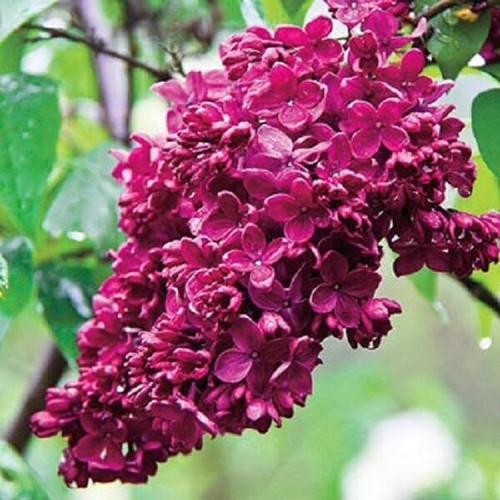 Red french lilac - lilac, tree