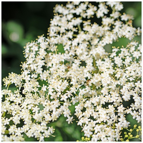 Elder flower plant 2ft 1l - elder,