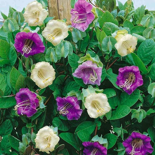 Cup and saucer vine - cup,