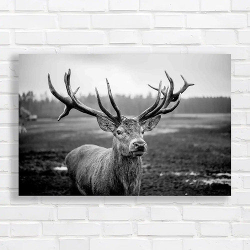 Stag deer wildlife - stag,