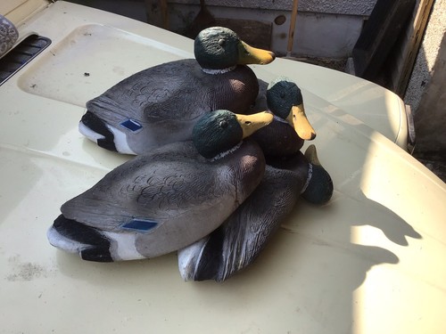 Duck decoys - duck,