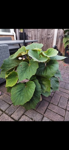 Begonia torsa hardy exotic - hardy,