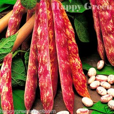 VEGETABLE - DWARF ITALIAN BORLOTTO BEAN - 30 SEEDS - LINGUA DI FUOCO