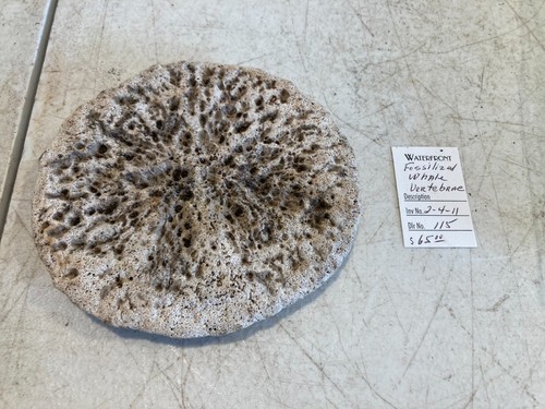 Fossilized whale vertebrae - whale,