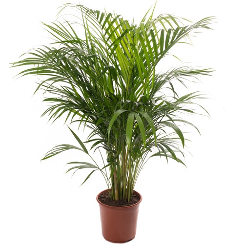 Areca palm large indoor - areca,