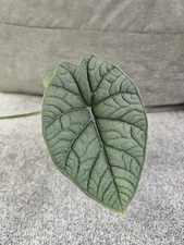 Alocasia Melo in PON  (Semi-hydro)