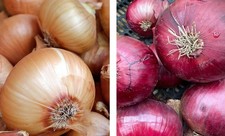 Onion / Shallot LARGE Sets 500g Bag (Onions ~70 bulbs) / (Shallots 20-30 bulb...