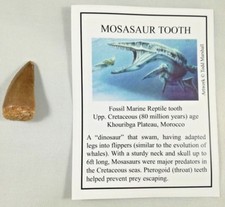 A Grade Fossil Mosasaur Tooth - Dinosaur Teeth 30-40mm - Cretaceous - Morocco