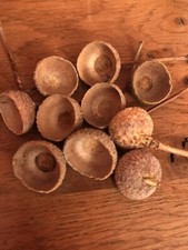 20 Dried Natural Acorn Caps