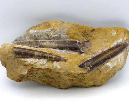 Jurassic coast bajocian fossil - jurassic,