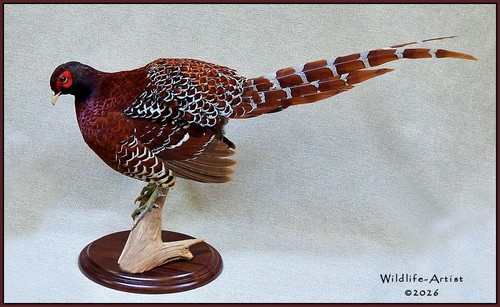 Royal copper pheasant - royal,