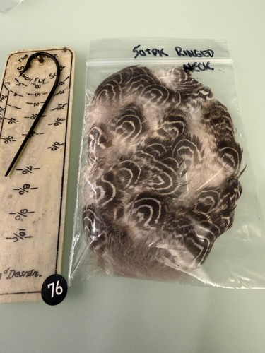 Gadwall ringed neck feathers - ringed,
