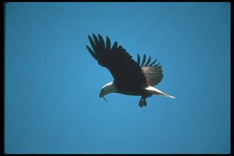 135020 bald eagle eating - 135020,