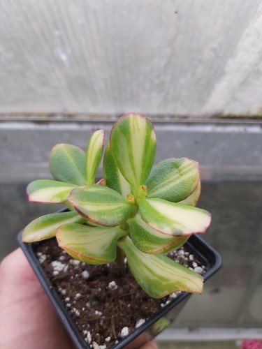 Crassula ovata mikaeri bijin - crassula,