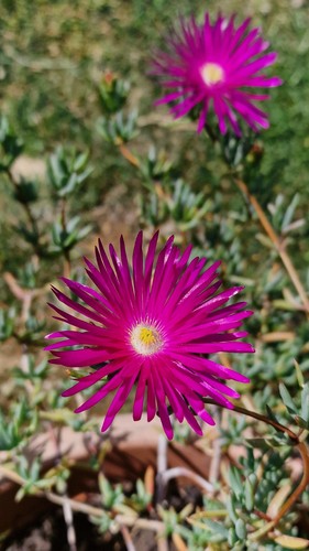 Lampranthus plug plant - lampranthus, (ice