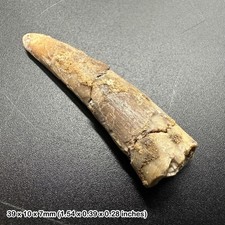 Rare genuine pterosaur