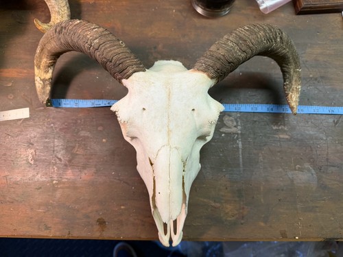 Sheep ram and ewe skulls - ram,