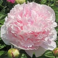 Peony Edens Perfume Pale Pink